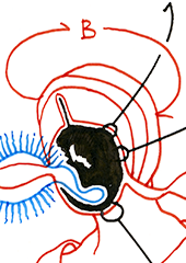 Hannes Kater – Detail einer Zeichnung aus dem März 2025